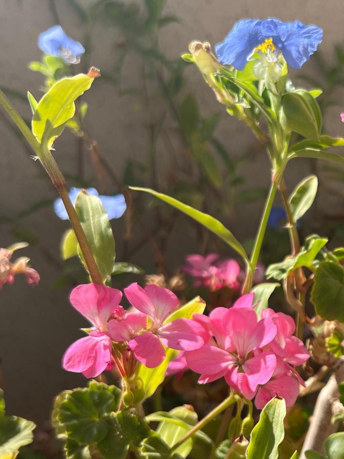 הוילה מדרשת בן גוריון נוף בראשית מראה חיצוני תמונה